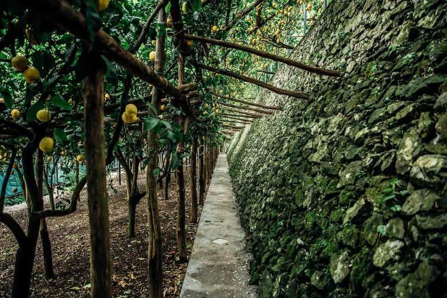 Amalfi: Vertical Lemon Farm Tour, Tastings, and Rural Museum - The rural culture museum