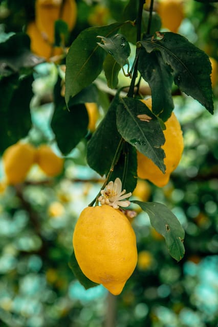 Amalfi: Vertical Lemon Farm Tour, Tastings, and Rural Museum - The Sfusato Amalfitano lemon