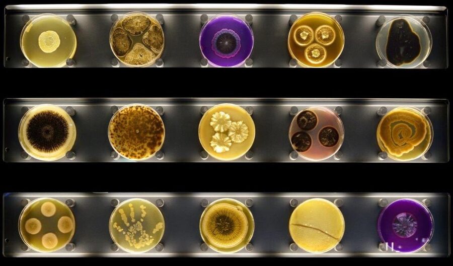 Amsterdam: ARTIS-Micropia Microbe Museum Entry Ticket - The opening displays: seeing what normally stays invisible
