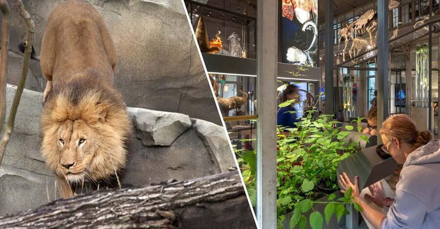 Amsterdam: ARTIS Royal Zoo and ARTIS Groote Museum Ticket - Why ARTIS works well for an Amsterdam day