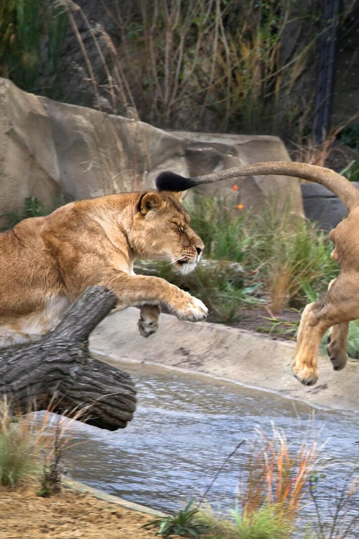 Amsterdam: ARTIS Royal Zoo and ARTIS Groote Museum Ticket - From lions to lemurs at Kerbertterras