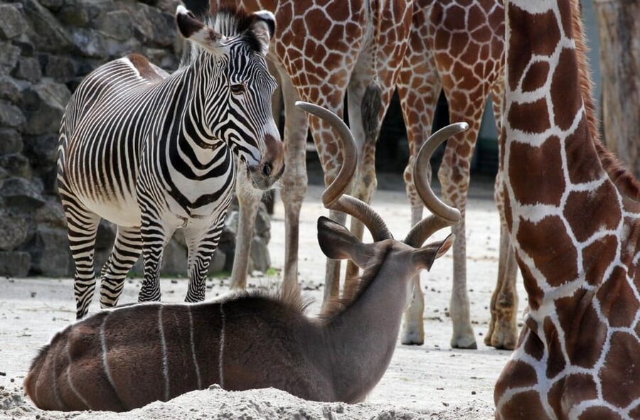 Amsterdam: ARTIS Royal Zoo and ARTIS Groote Museum Ticket - The quieter option: an after-hours zoo walk
