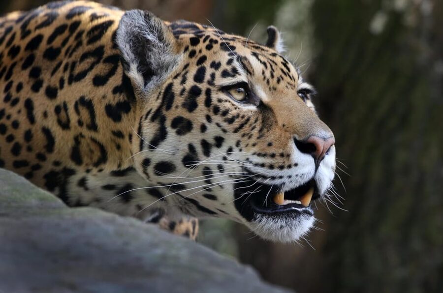 Amsterdam: ARTIS Royal Zoo and ARTIS Groote Museum Ticket - How much time should you allow?