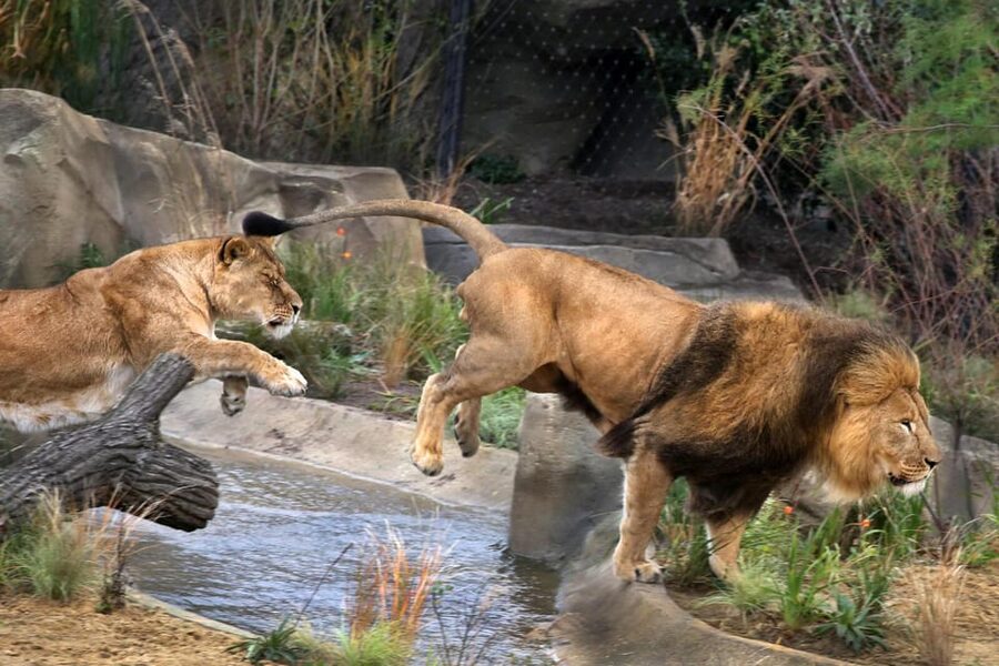 Amsterdam: ARTIS Royal Zoo and ARTIS Groote Museum Ticket - Start at Groote Museum by the flamingos