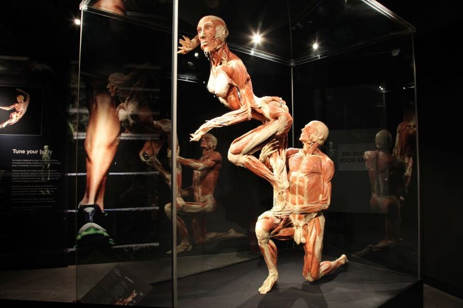 Amsterdam: Body Worlds Exhibition and Canal Cruise - Key points to know before you book