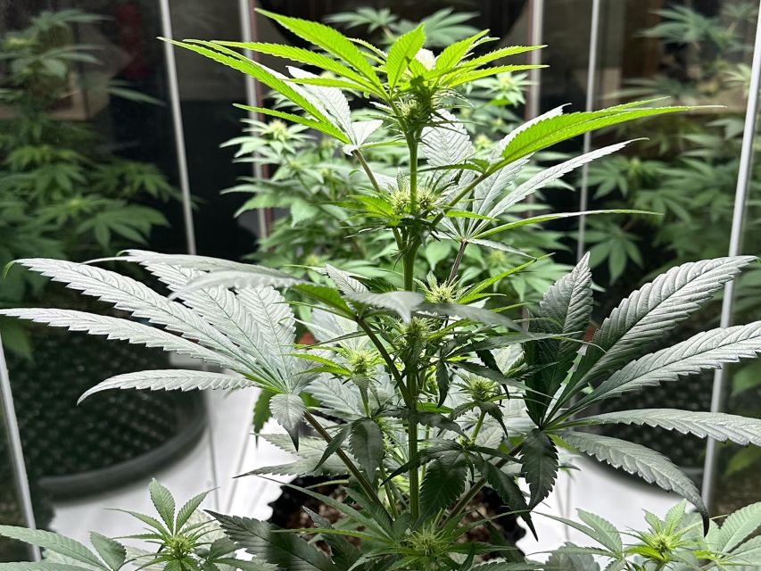 Amsterdam: Cannabis Museum Entry Ticket - Hemp tea, the goodie bag, and the museum shop