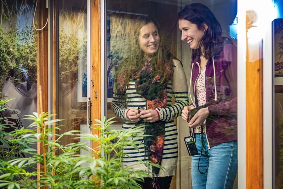 Amsterdam: Hash, Marihuana, and Hemp Museum Entry Ticket - What the Hash, Marihuana, and Hemp Museum actually covers