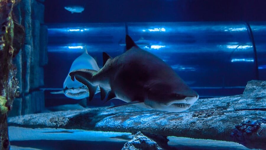 Antalya: Aquarium and Wax Museum Entry Ticket - Optional extras can change the total cost