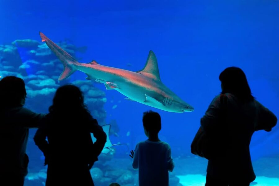 Antalya: Aquarium and Wax Museum Entry Ticket - Should you book the Antalya Aquarium and Wax Museum?