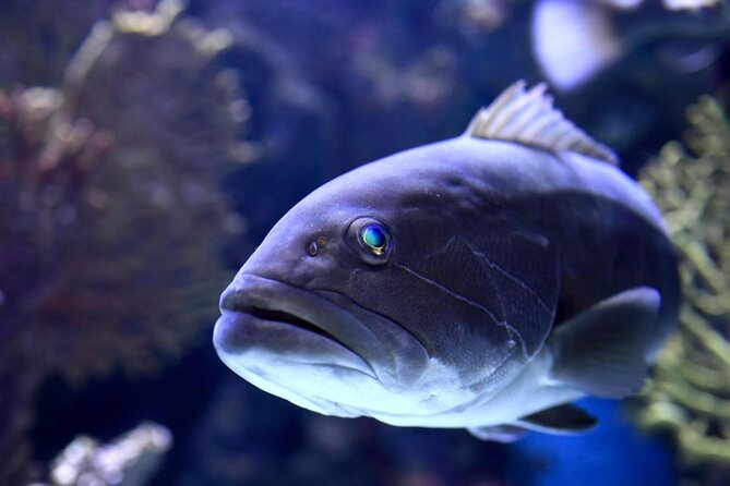 Antalya: Aquarium, Wax Museum & Combo Package Options - Antalya Aquarium: a compact indoor day near Konyaaltı Beach