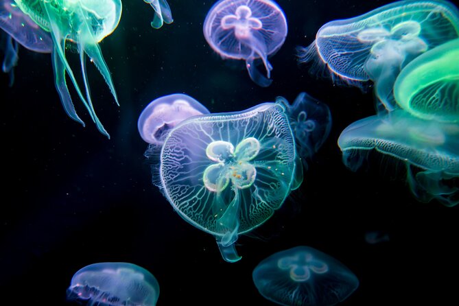 Antalya: Aquarium, Wax Museum & Combo Package Options - Should you book it?