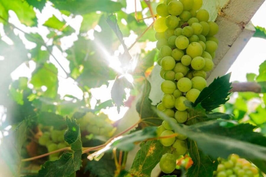 Aranda de Duero: Tour of Underground Cellar and Wine Museum - A short visit beneath Santa María