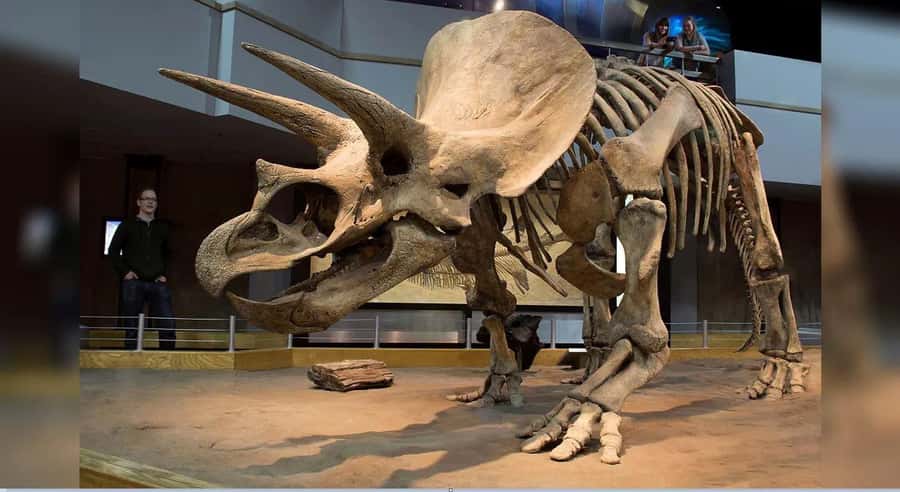 Badlands Tour: Drumheller with Museum, Hoodoos & Coal Mine - Guide quality and the small-group experience