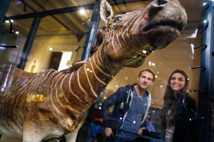 Berlin: Natural History Museum Entrance Ticket - How much time should you allow?
