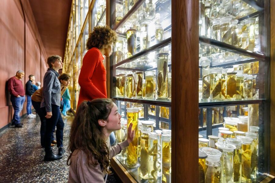 Berlin: Natural History Museum Entrance Ticket - My recommendation for booking