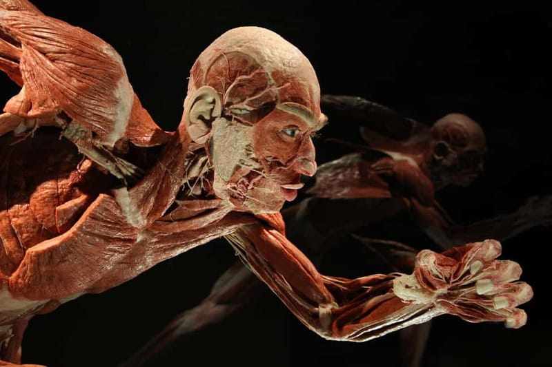 Berlin: Tickets for the BODY WORLDS Museum in Berlin - Heart, blood vessels, lungs, and breathing