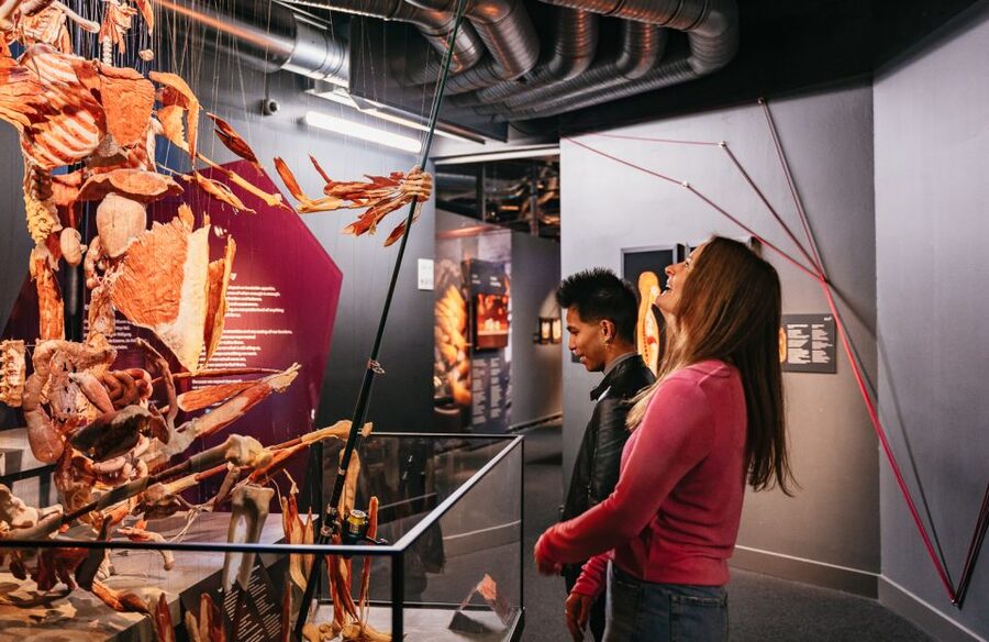 Berlin: Tickets for the BODY WORLDS Museum in Berlin - The nervous system and the mind-body connection