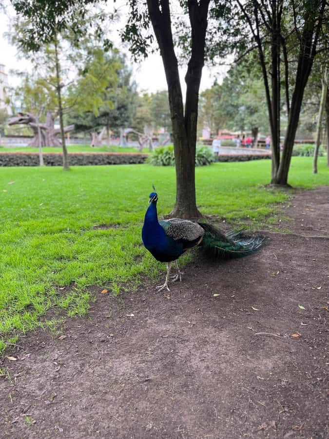 BOGOTA: Tour of Jaime Duque Park, Zoo, and Aerospace Museum - Lunch in Tocancipá and the real cost of the day