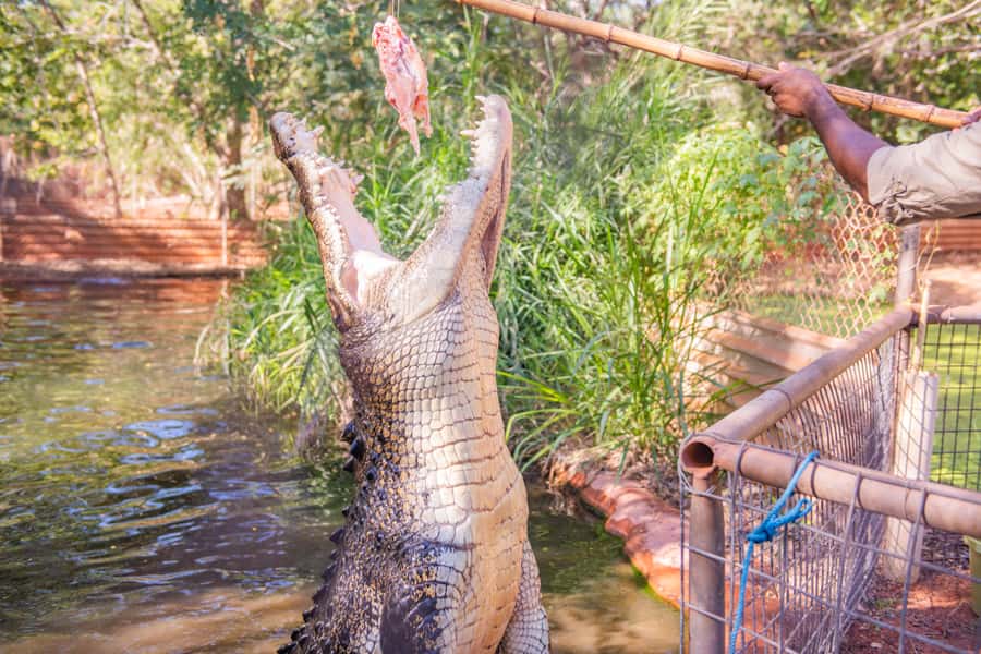Broome: Matso's Brewery, Museum & Crocodile Park Combo Tour - Key points at a glance