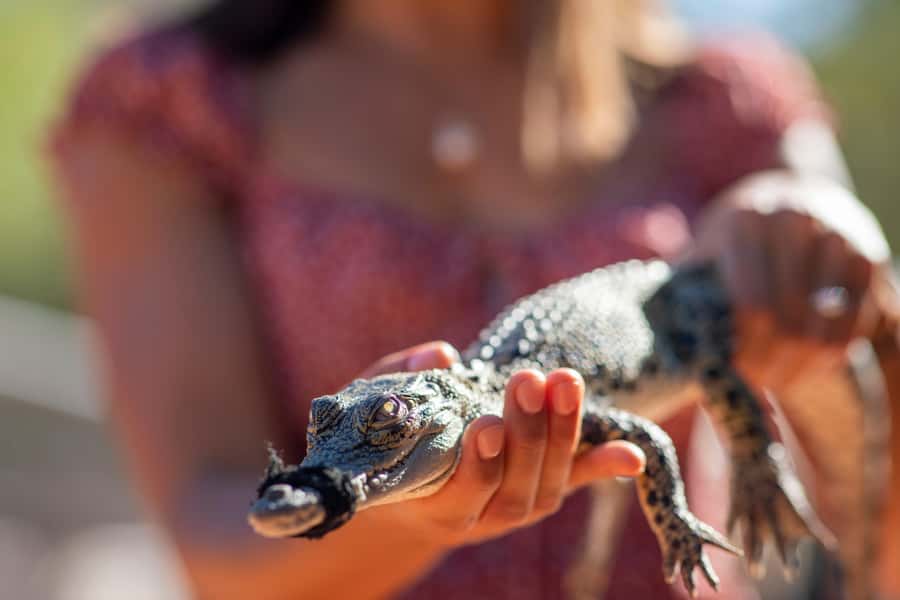 Broome: Matso's Brewery, Museum & Crocodile Park Combo Tour - Why this three-stop Broome tour works