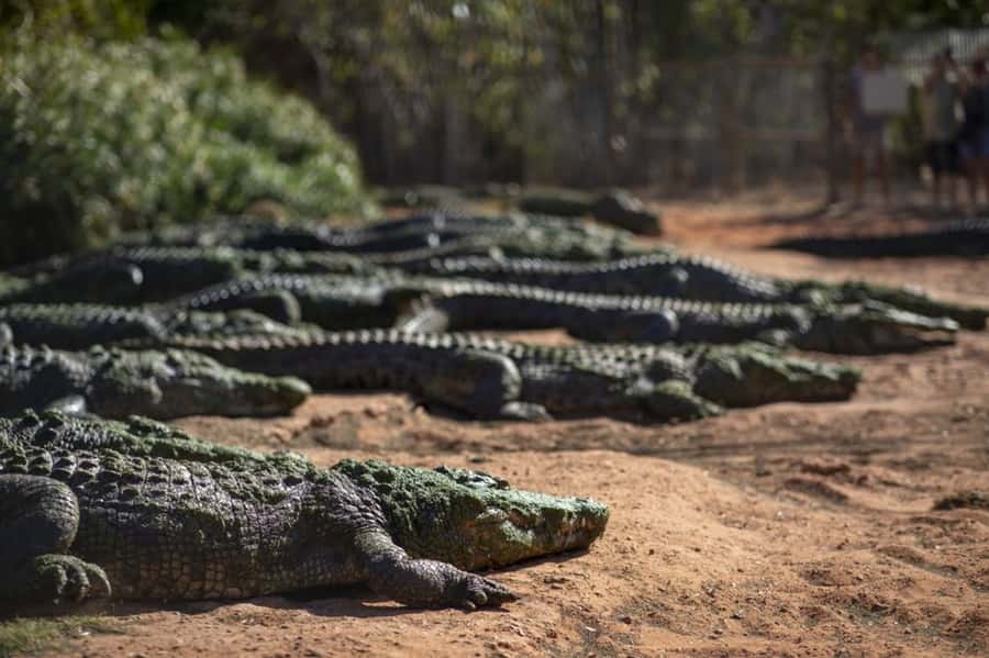 Broome: Matso's Brewery, Museum & Crocodile Park Combo Tour - Matso’s Brewery brings a local taste