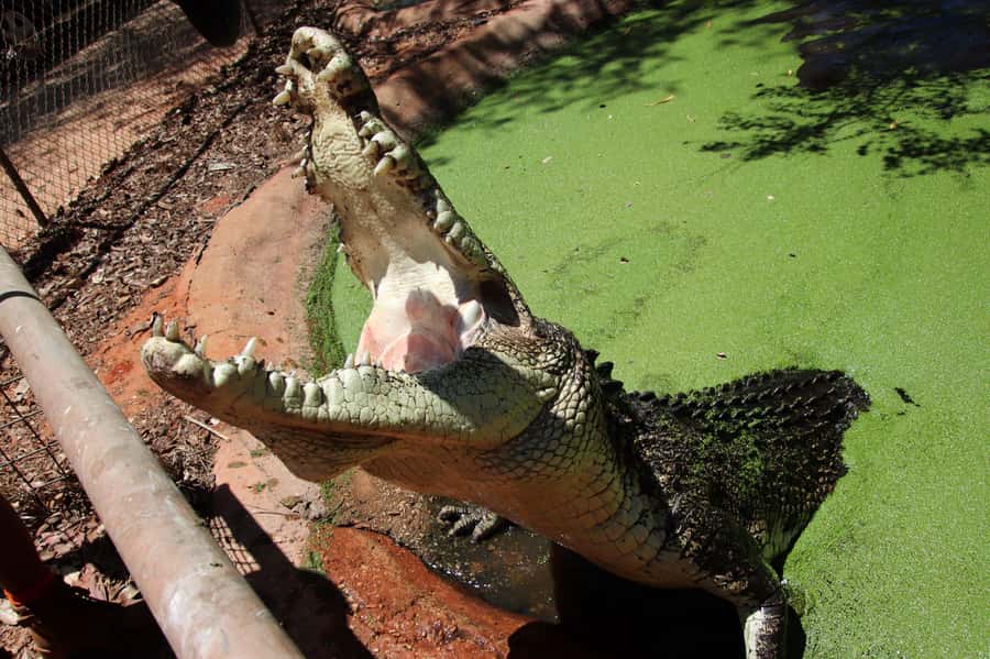 Broome: Matso's Brewery, Museum & Crocodile Park Combo Tour - Should you book the Matso’s, Museum and Crocodile Park tour?