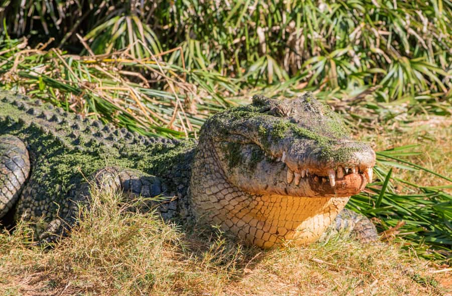 Broome: Matso's Brewery, Museum & Crocodile Park Combo Tour - FAQ