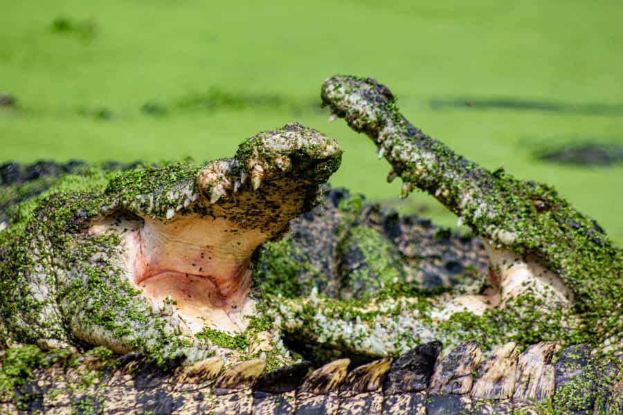 Broome: Matso's Brewery, Museum & Crocodile Park Combo Tour - Broome Museum puts the town in context