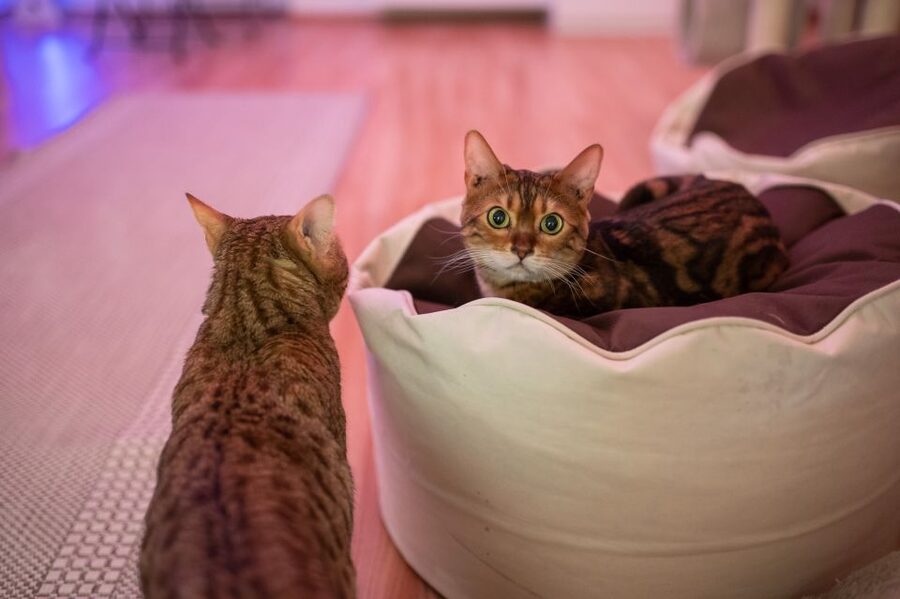 Budapest: Cat Museum Budapest Entry Ticket - A practical 90-minute plan