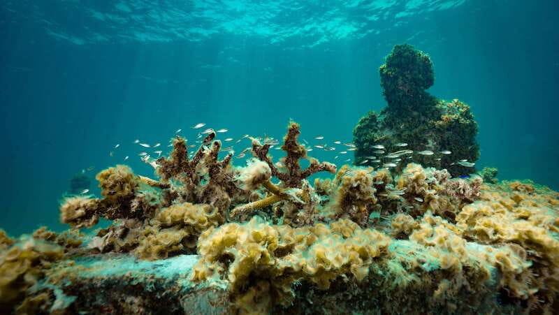 Cancun: Snorkeling Tour at MUSA The Underwater Museum - Who will get the most from this tour
