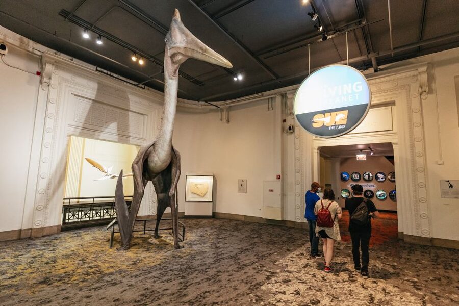Chicago: Field Museum of Natural History Ticket or VIP Tour - Who should book the VIP option?