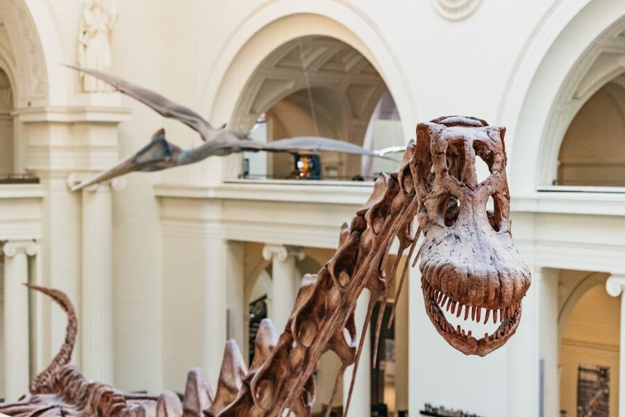 Chicago: Field Museum of Natural History Ticket or VIP Tour - What the Early Access VIP Tour adds