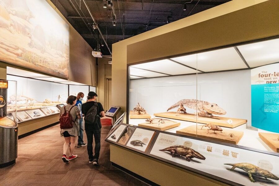 Chicago: Field Museum of Natural History Ticket or VIP Tour - What the price really buys you
