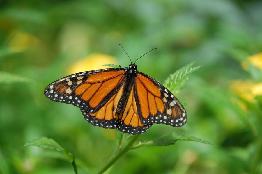 Cracow: 4 Mazes and Living Butterfly Museum Entry Ticket - Four Krakow attractions in one city-center outing