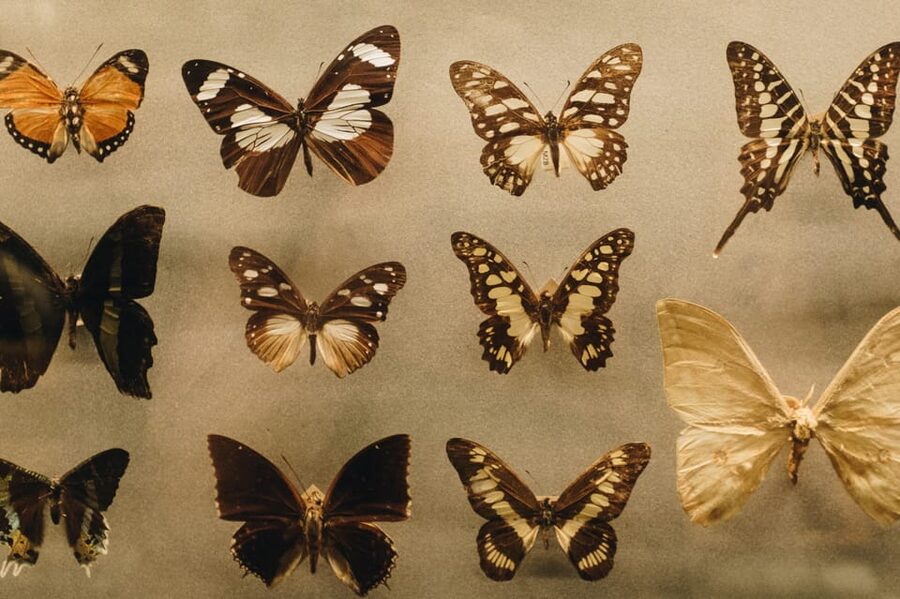 Cracow: 4 Mazes and Living Butterfly Museum Entry Ticket - Who will enjoy this most?