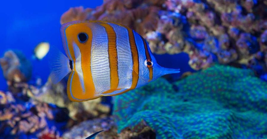Genoa: Aquarium, Galata Museum and Submarine Entry Tickets - Three Genoa attractions built around the sea