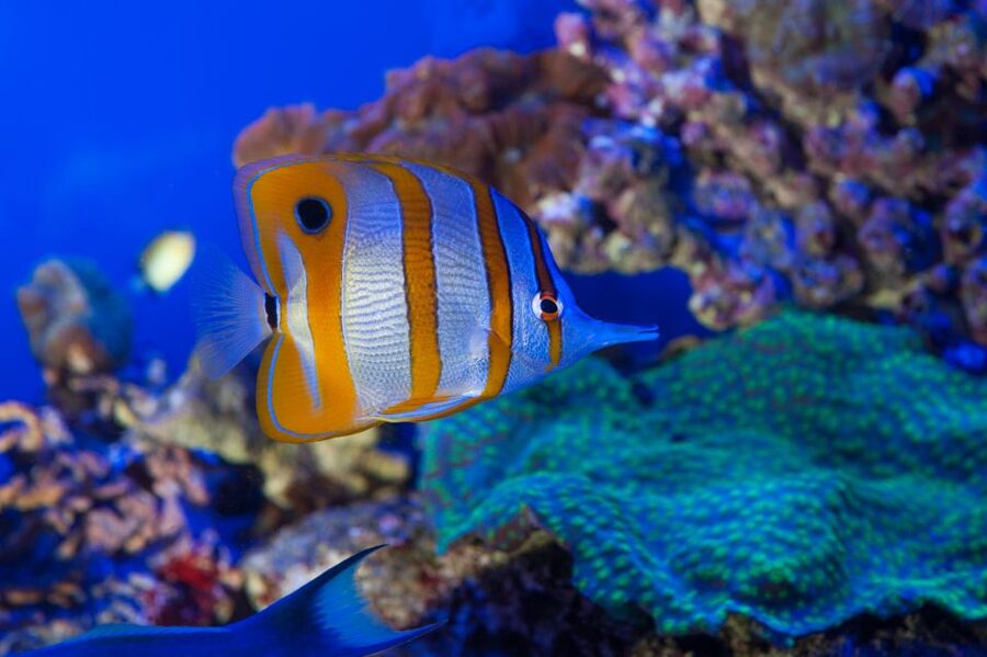 Genoa: Aquarium, Galata Museum and Submarine Entry Tickets - Starting at the Aquarium of Genoa