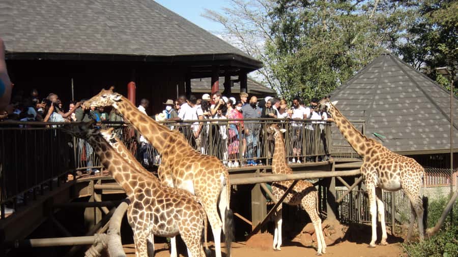 Giraffe Center and Karen Blixen Museum Tour from Nairobi - Key details to know before you book