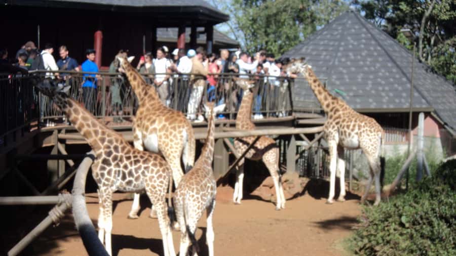 Giraffe Center and Karen Blixen Museum Tour from Nairobi - Karen Blixen’s former home and the Ngong Hills