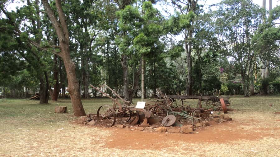 Giraffe Center and Karen Blixen Museum Tour from Nairobi - Feeding giraffes at the Giraffe Centre