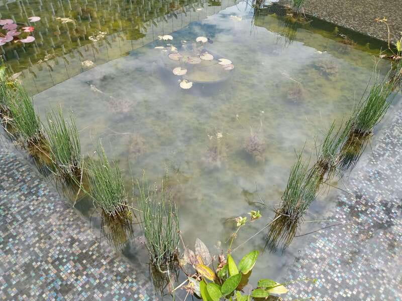 Guided Tour of the Museum of Anthropology - The gardens and the museum’s larger idea
