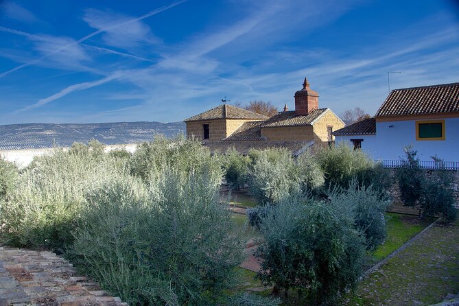 Guided tour of the Museum of Olive Culture Oil Tasting - Seeing the old mill and pressing systems
