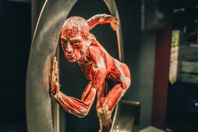 Heidelberg: KÖRPERWELTEN Museum Entry Ticket - What makes Heidelberg’s BODY WORLDS different