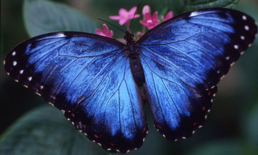 Houston Museum of Natural Science: Butterfly Center Ticket - Key points to know before you go