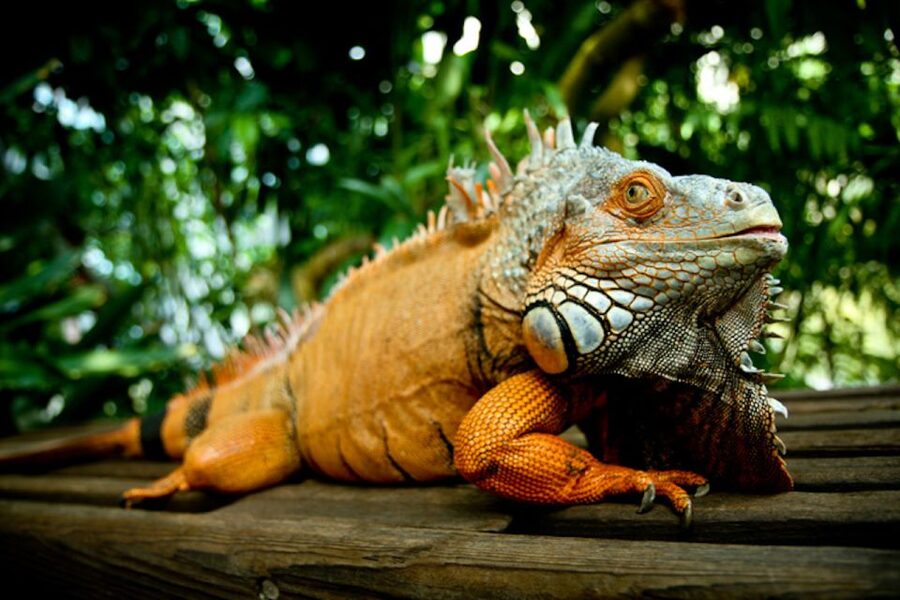 Houston Museum of Natural Science: Butterfly Center Ticket - The insect exhibits add useful context