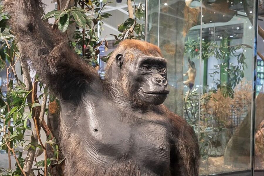 Houston Museum of Natural Science General Admission Ticket - How much time should you allow?