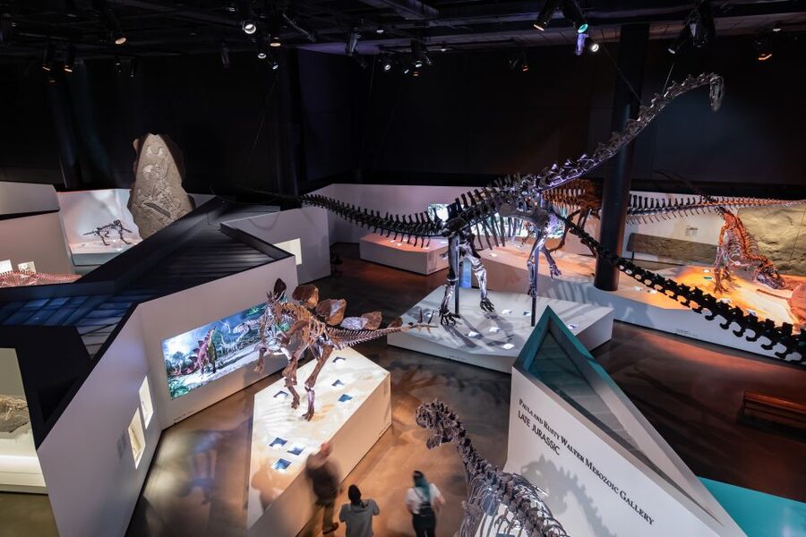 Houston Museum of Natural Science General Admission Ticket - Explore wildlife in the Frensley Graham Hall