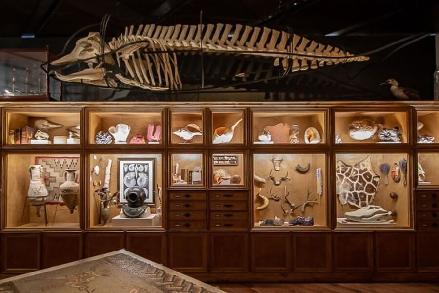 Houston Museum of Natural Science General Admission Ticket - Look closer at mollusks in Strake Hall
