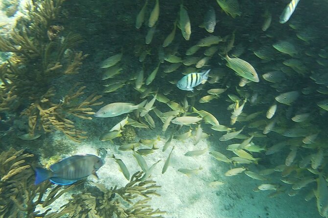 Isla Mujeres: Snorkeling Adventure at the Underwater Museum - Playa Norte: food and a break from the water