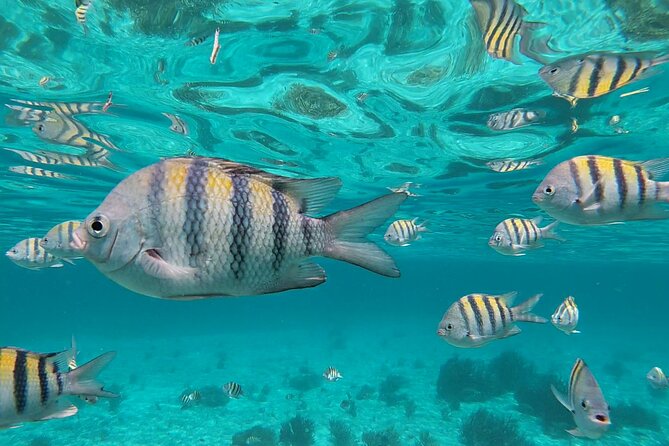 Isla Mujeres: Snorkeling Adventure at the Underwater Museum - El Farito Reef: a calm first look